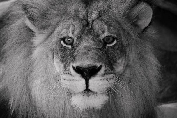 Um Leão macho
 - Foto, Imagem