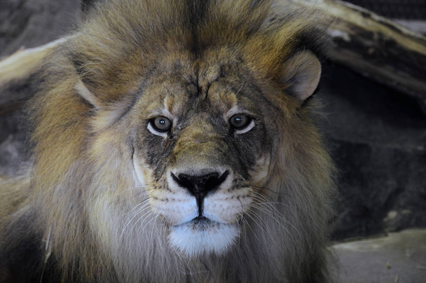 Un leone maschio
 - Foto, immagini