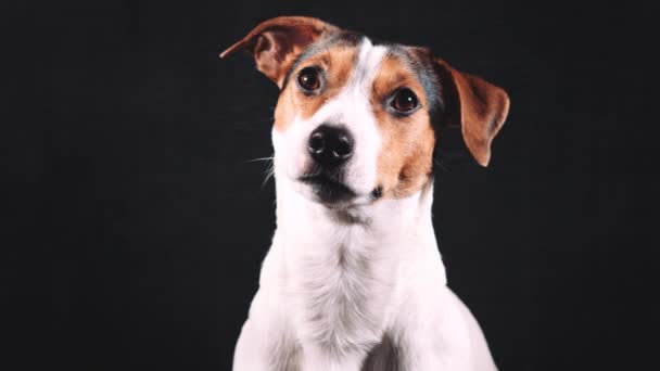 Jack Russell Terrier blickt in die Kamera - Filmmaterial, Video