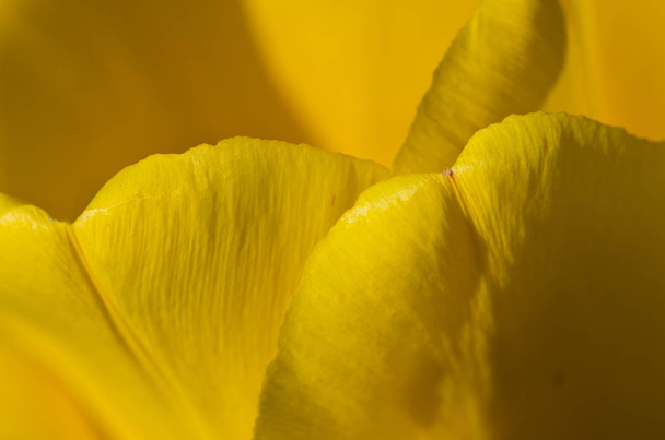 Naturaleza Resumen: Envuelto en los pliegues dorados de los pétalos amarillos de tulipán
  - Foto, imagen