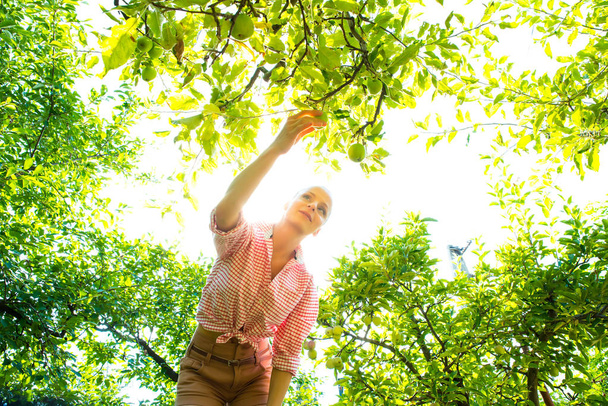 Uma jovem mulher colhendo maçãs orgânicas em seu jardim
 - Foto, Imagem