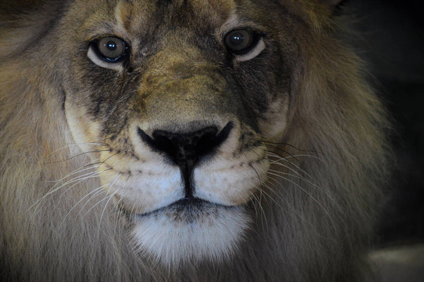 Чоловічий лев
 - Фото, зображення