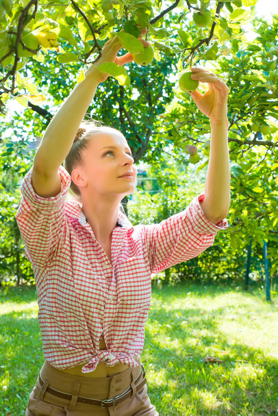 A young woman harvesting organic Apples in her garden - Фото, изображение