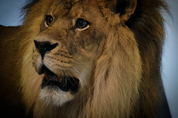 Un lion mâle
 - Photo, image
