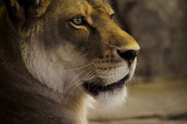 雌のライオン - 写真・画像