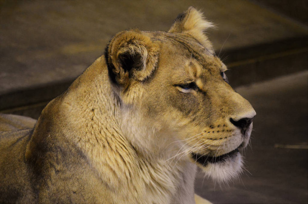 ein Löwenweibchen - Foto, Bild
