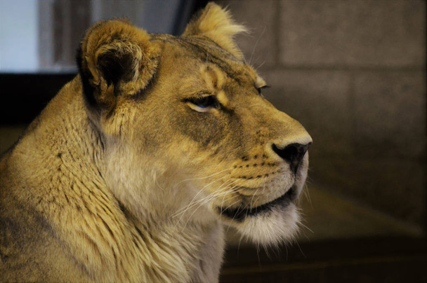Un lion femelle
 - Photo, image