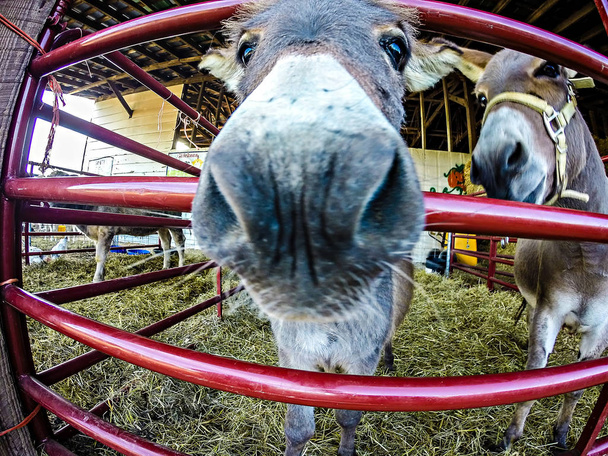 grappige ezel op de boerderij - Foto, afbeelding