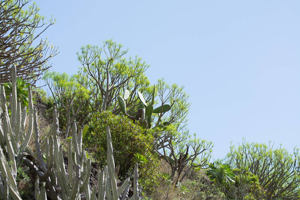 Ikuisesti vihreä kasvi kasvaa ilman vettä vulkaanisella laavakentällä, Teneriffan saari, Espanja
 - Valokuva, kuva