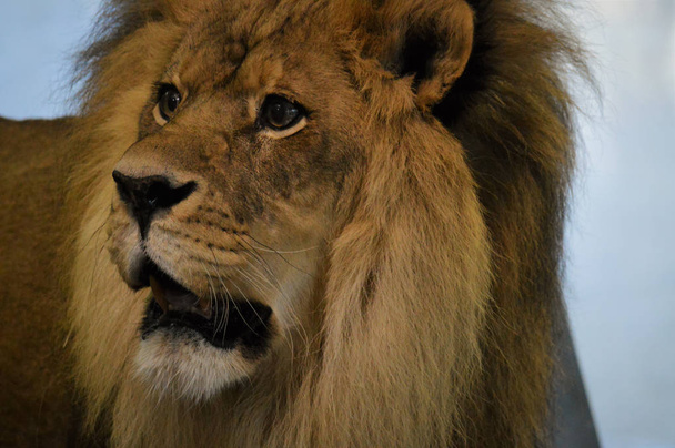 Un lion mâle
 - Photo, image