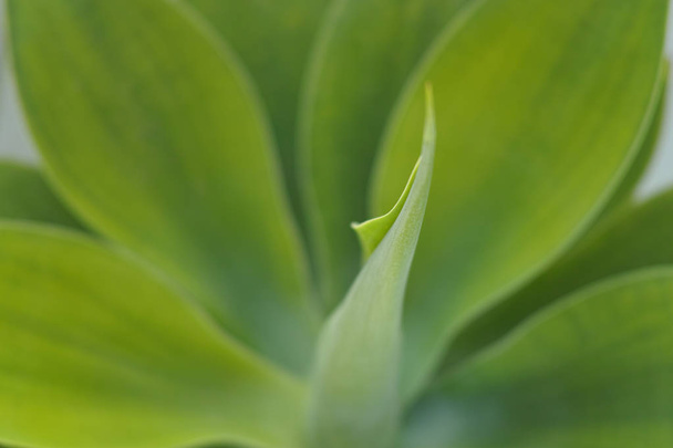 Evergreen tropical succulent plant on Tenerife in winter - Фото, изображение