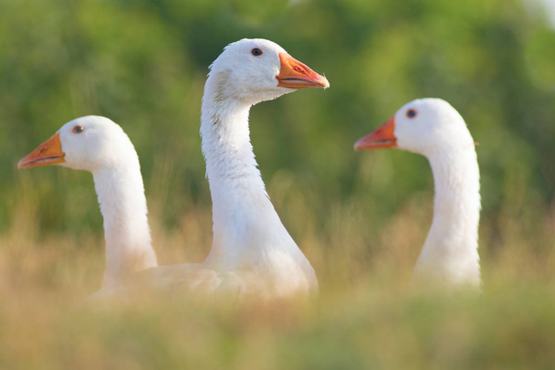 Retrato de gansos domésticos brancos
 - Foto, Imagem