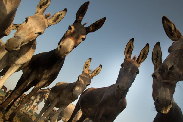 Manada de burros salvajes con caras graciosas
 - Foto, imagen