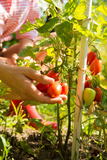 Harvesting organic Tomatoes in the garden - Foto, Bild