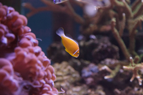Clownfish mouffette orange appelé Amphiprion perideraion
  - Photo, image
