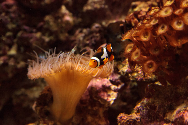 Clownfish, Amphiprioninae nada cerca de una anémona
 - Foto, Imagen