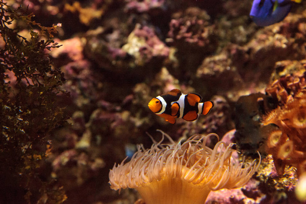 Clownfish, Amphiprioninae nage près d'une anémone
 - Photo, image