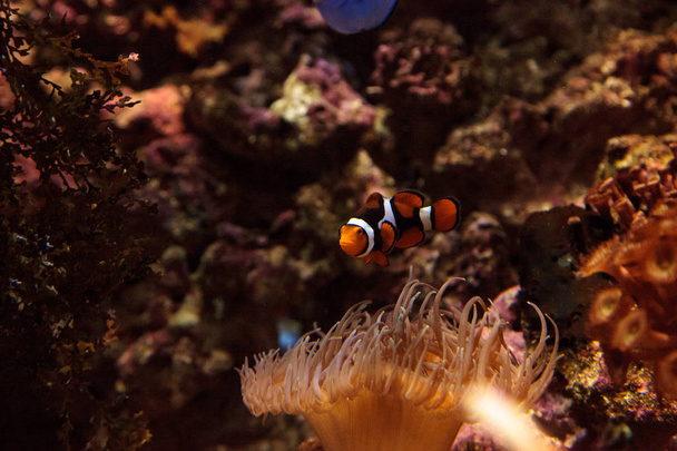 Clownfish, Amphiprioninae zwemt in de buurt van een anemone - Foto, afbeelding