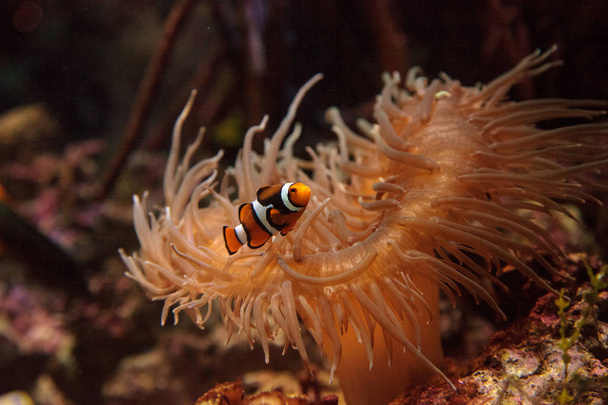 Clownfish, Amphiprioninae nada cerca de una anémona
 - Foto, imagen