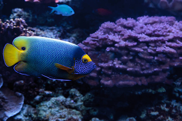 Blue faced angelfish Pomacanthus xanthometopon  - Photo, Image