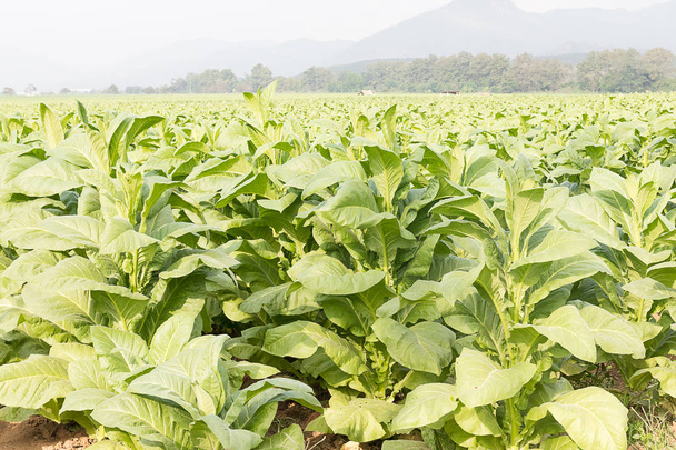 Veld Nicotiana tabacum - Foto, afbeelding