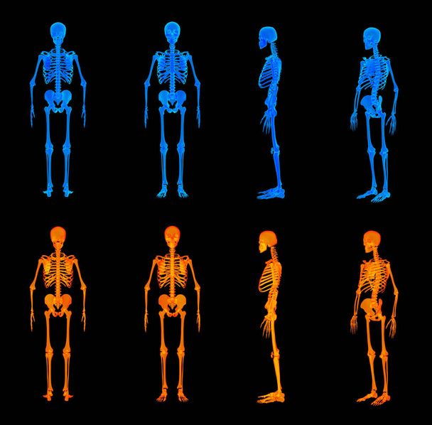 3D ілюстрація червоного скелета
 - Фото, зображення