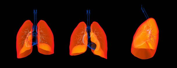 Illustration 3D du poumon
 - Photo, image