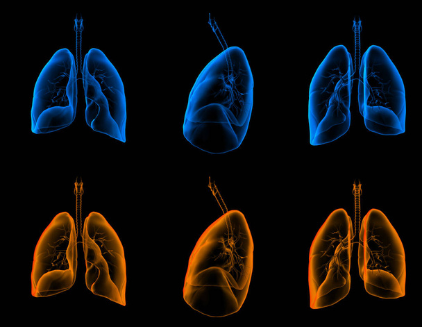 3D ιατρική απεικόνιση των πνευμόνων  - Φωτογραφία, εικόνα