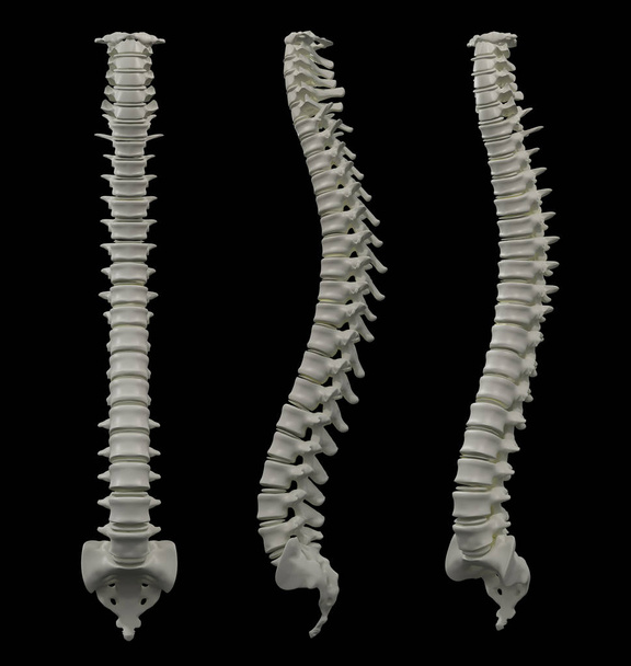 3d rendered of illustration - human spine - Photo, Image