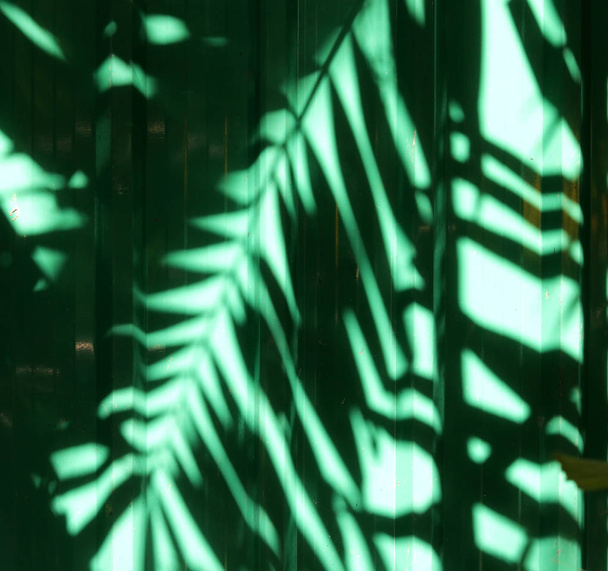 Green wall with shadow of leaves - Foto, afbeelding