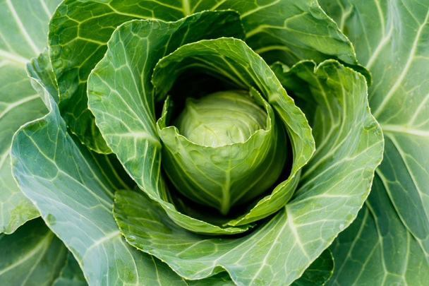 Organic Cabbage. Fresh Green Head of Cabbage on the Field. - Foto, imagen