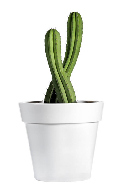 Pianta di cactus dall'aspetto fresco su vaso bianco
 - Foto, immagini