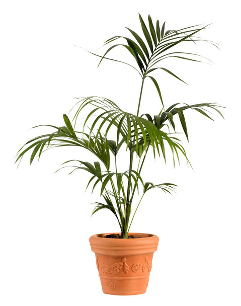 Kenzia Palm Plant op gewone bruin Pot - Foto, afbeelding