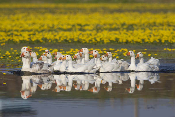 池で泳ぐ白国内ガチョウの群れ - 写真・画像