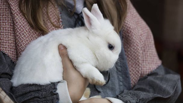 wit konijn in de arm - Foto, afbeelding