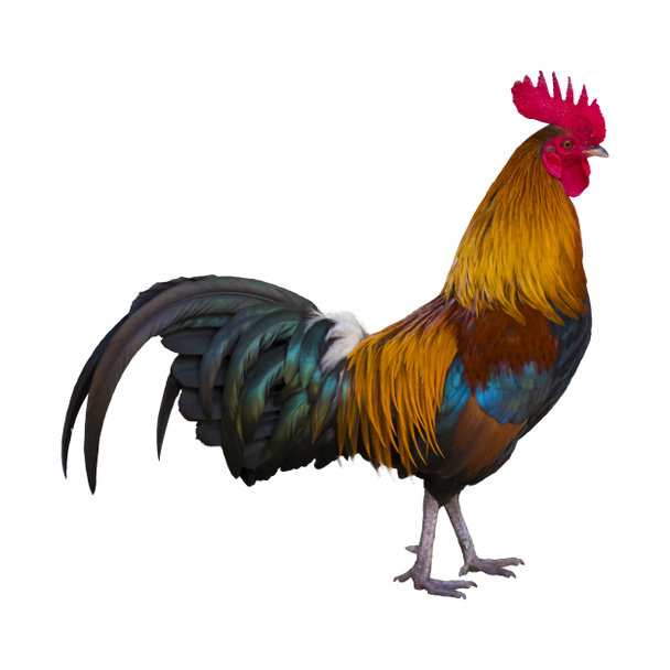 A cock on white background. - Photo, Image