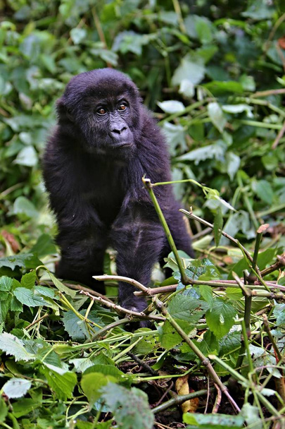 Endangered eastern gorilla in the beauty of african jungle - Photo, Image