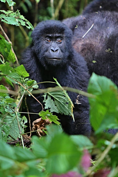 Endangered eastern gorilla in the beauty of african jungle - Photo, Image