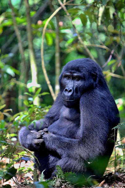 Gorille oriental en danger dans la beauté de la jungle africaine
 - Photo, image