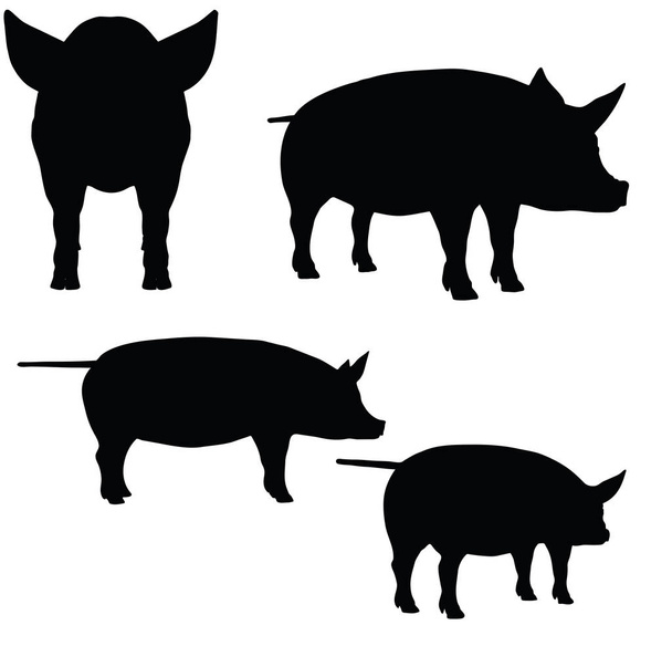 cerdo sobre fondo blanco - Vector, imagen