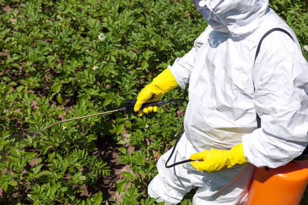 Farmer spraying toxic pesticides in the vegetable garden. Non-organic - Valokuva, kuva