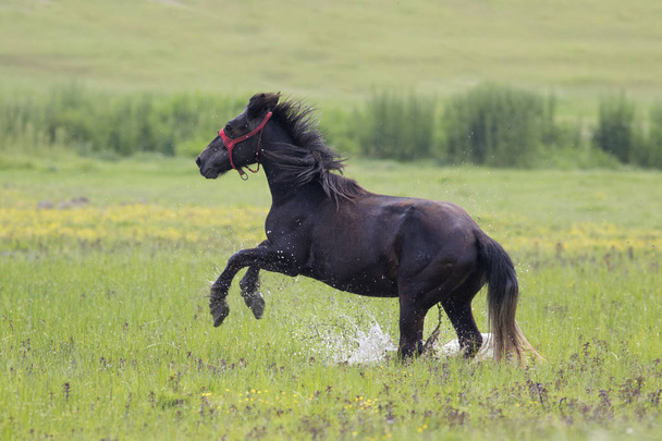 Siyah at çayırda dörtnala - Fotoğraf, Görsel