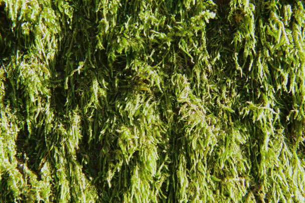 Musgo verde visto de cerca
 - Foto, Imagen