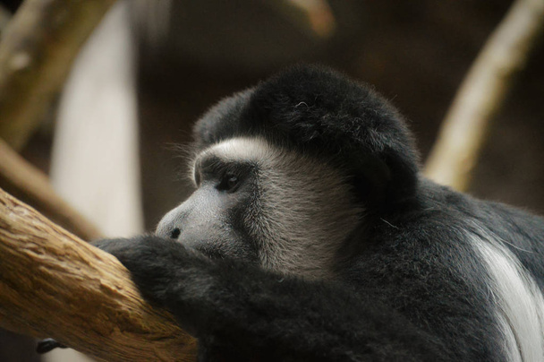 Колобус мавпи
 - Фото, зображення