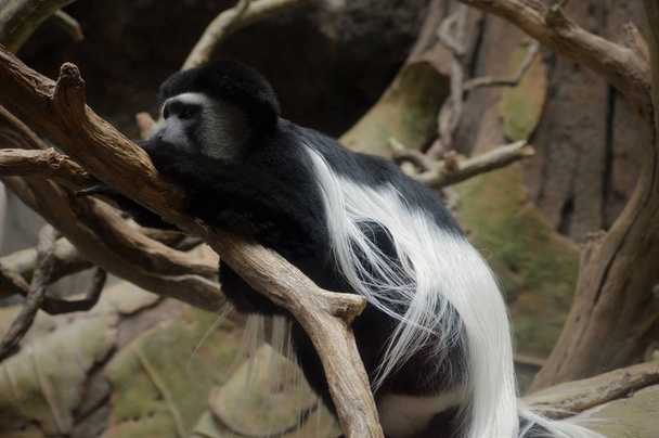 Um macaco do Colobus
 - Foto, Imagem