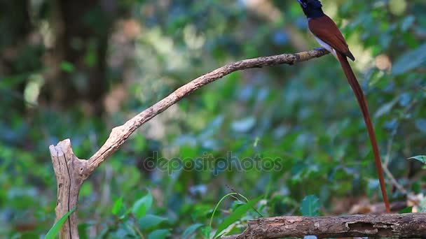 asian paradise flycatcher perching on a branch - Materiał filmowy, wideo