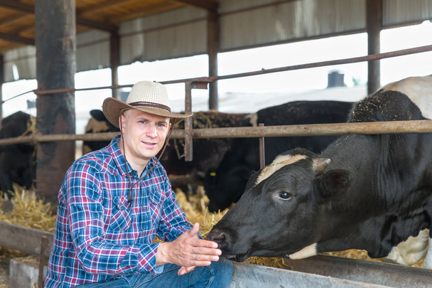 農家で乳牛の農場で働いて - 写真・画像