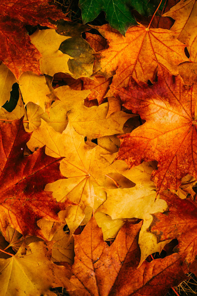Осенние листья фона желтого цвета
 - Фото, изображение
