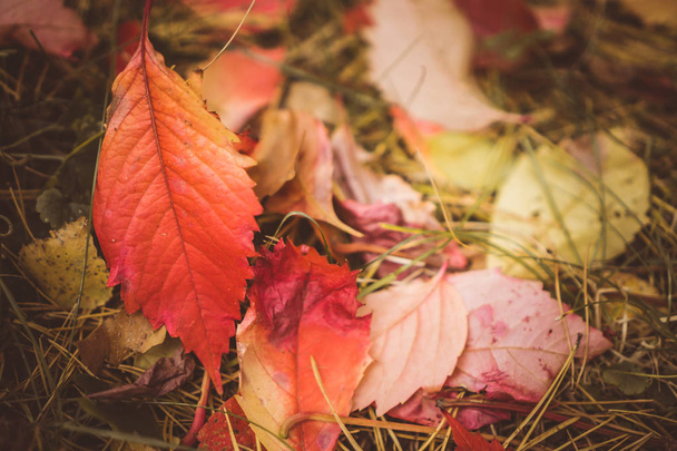 Folhas de outono com ramos de pinho e folhas de outono de cones backgr
 - Foto, Imagem