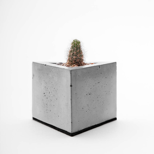 Cactus in a concrete planter - Фото, зображення
